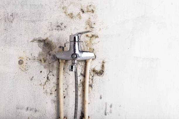 Best Fast Mold Removal  in Goshen, KY
