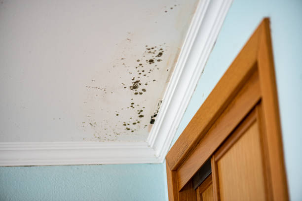 Best Mold Removal Near Me  in Goshen, KY