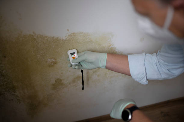 Attic Mold Removal in Goshen, KY