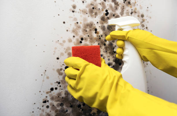 Best Local Mold Removal Service  in Goshen, KY