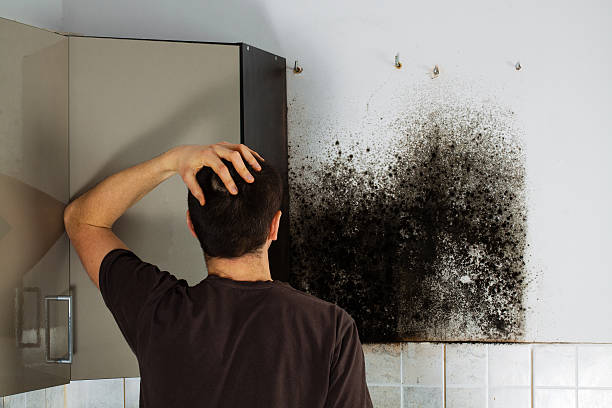 Best Mold Remediation  in Goshen, KY